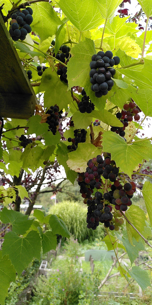 Hybrid grapes and why they matter for the future