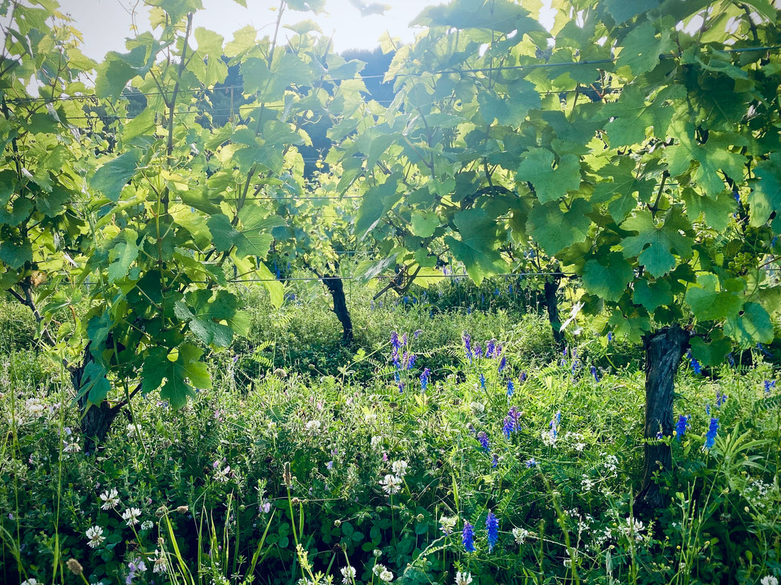 Katie Worobeck (Maison Maenad) on regenerative farming