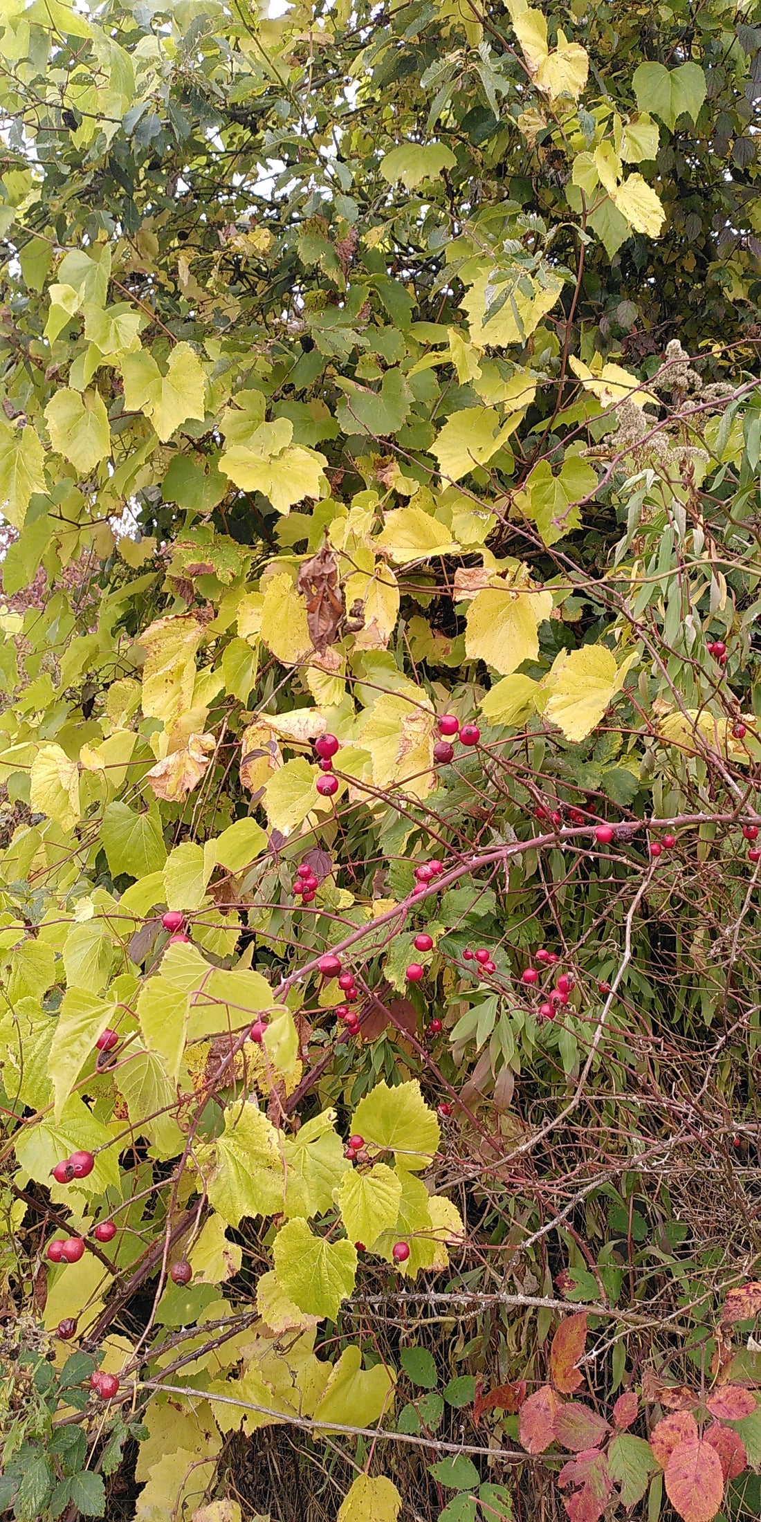 rosehips in grapes in an apple tree