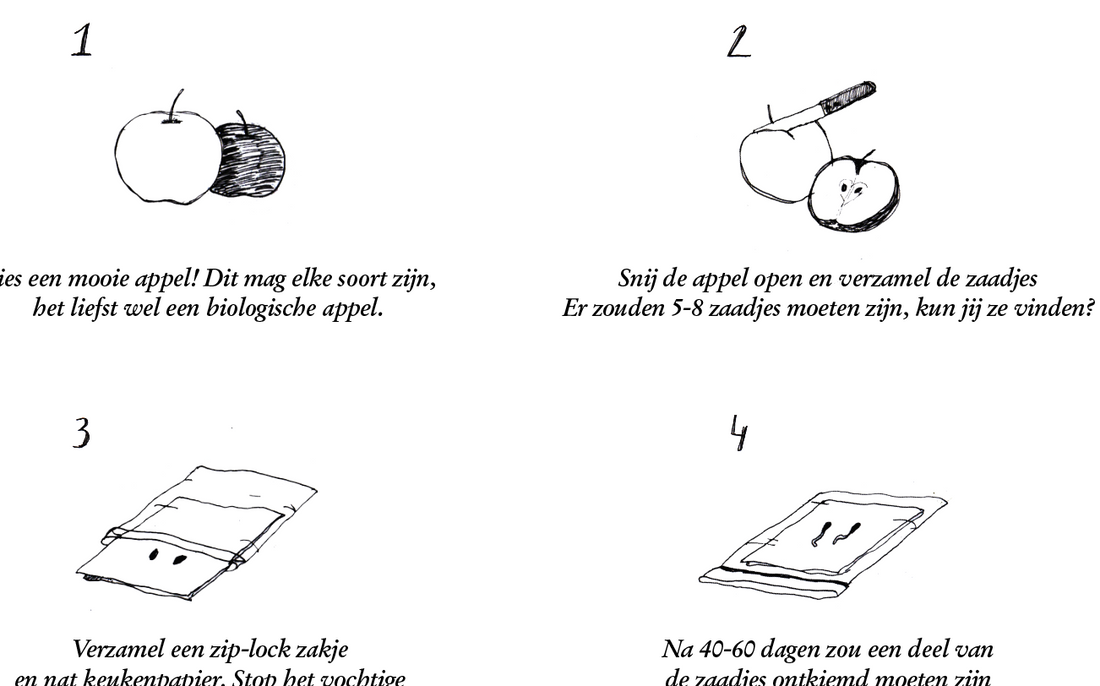 Je eigen appelboom planten uit zaad, by ASOP