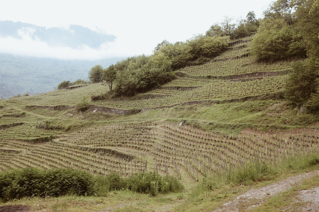 Producer Highlight: Domaine des Ardoisières