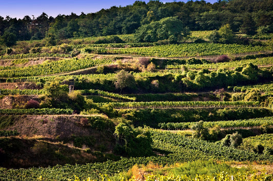 What is the role of regenerative agriculture in wine?